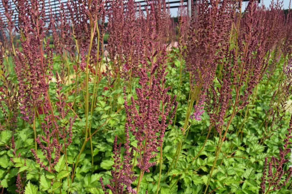 Astilbe chinensis var. taquetii 'Superba'