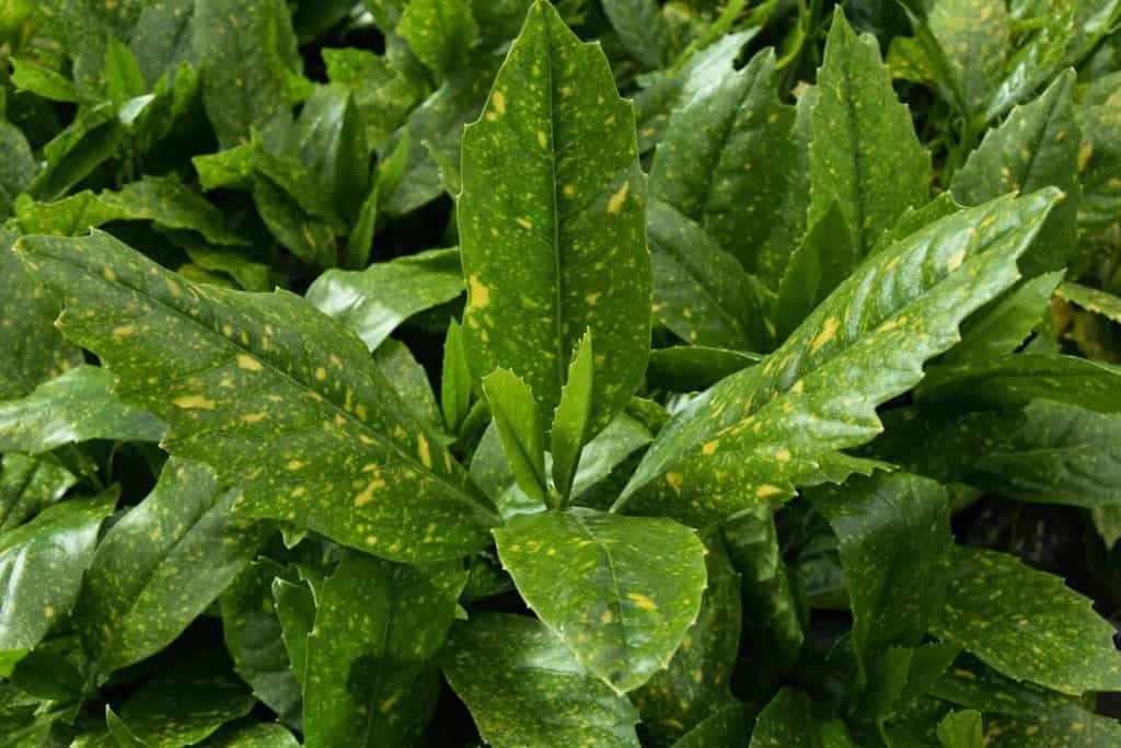 Aucuba japonica 'Variegata'