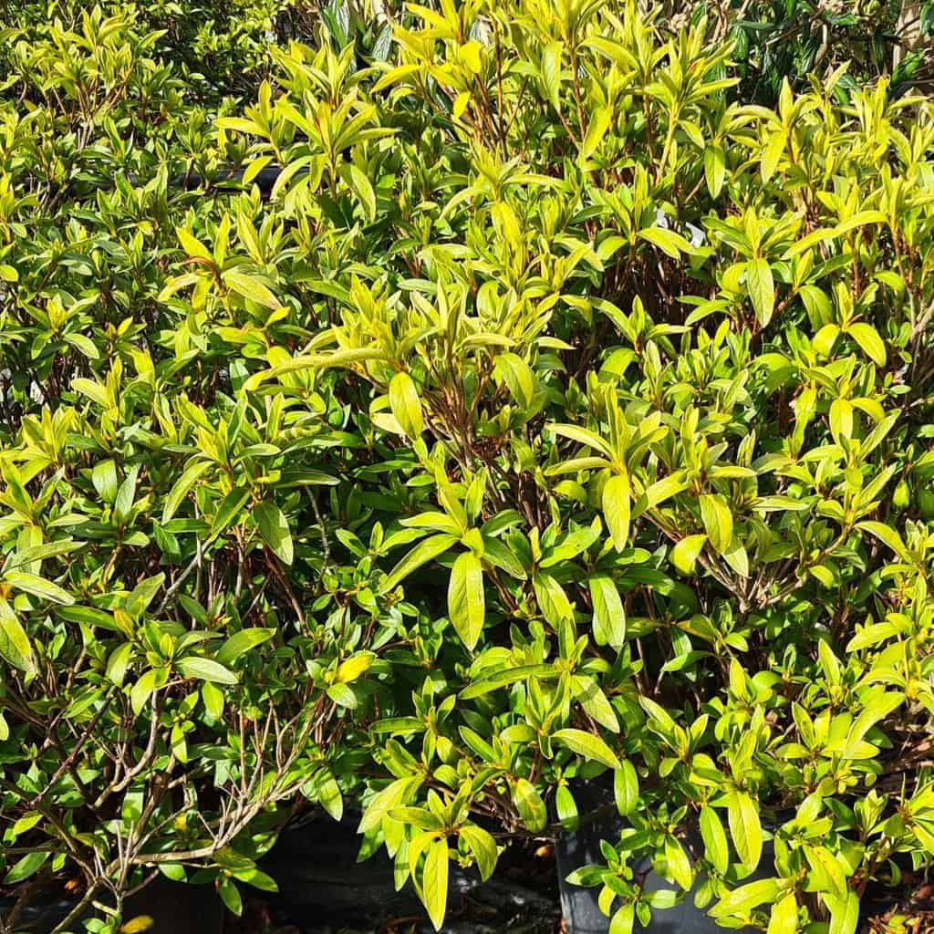 Azalea 'Alaska'