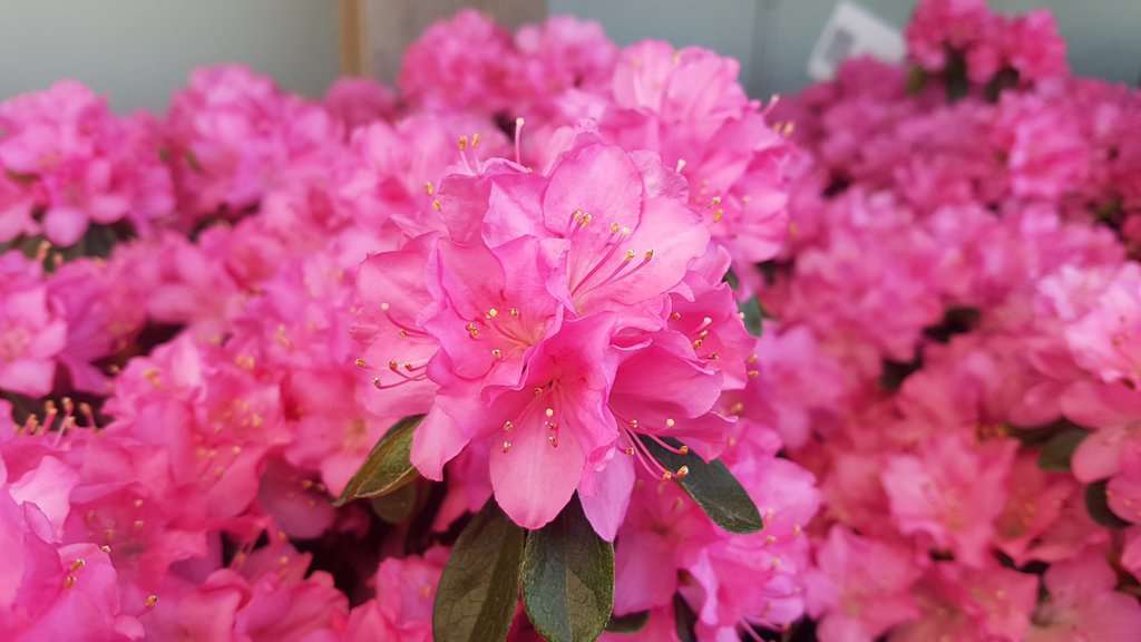 Azalea japonica (Pink - Small flowers)