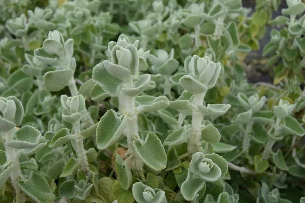 Ballota pseudodictamnus