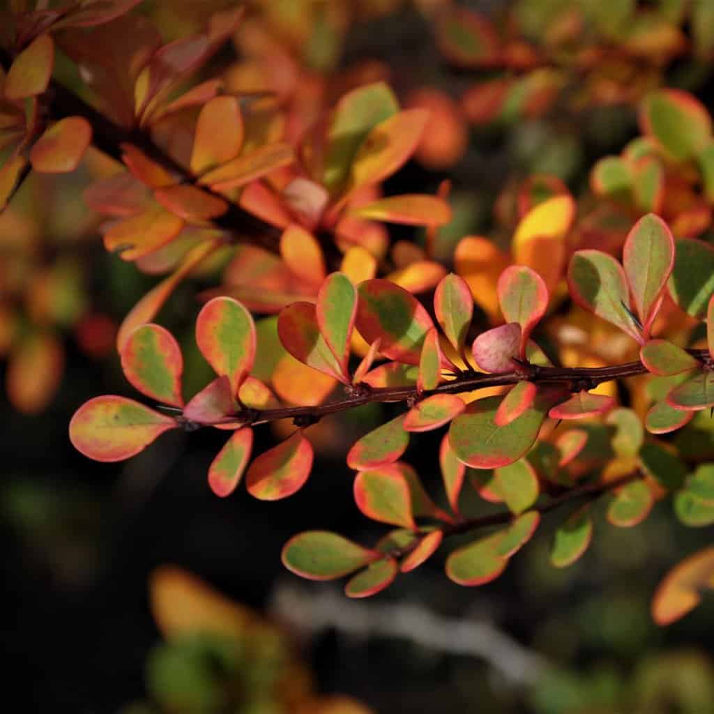 Berberis thunbergii