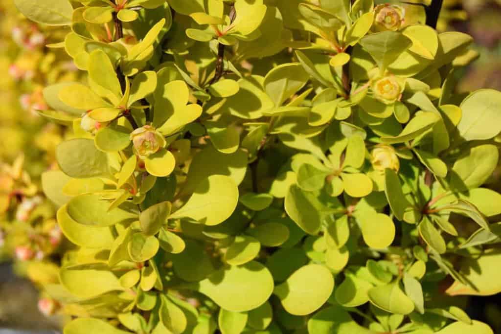 Berberis thunbergii 'Aurea'