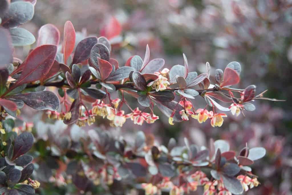 Berberis thunbergii f. atropurpurea