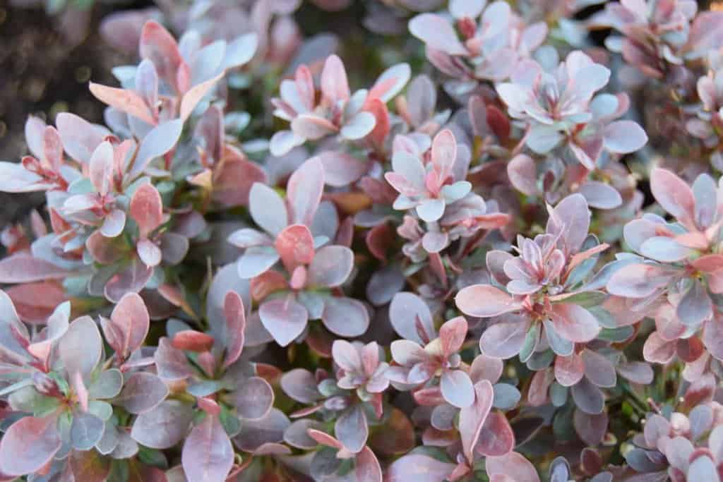 Berberis thunbergii f. atropurpurea 'Atropurpurea Nana'