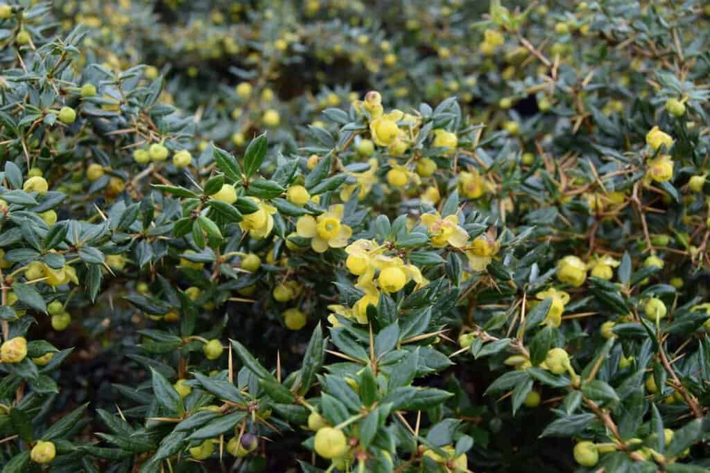 Berberis x frikartii 'Amstelveen'