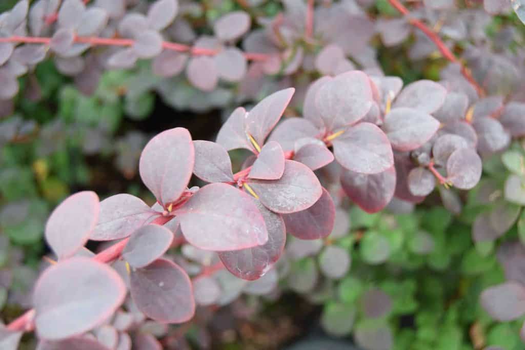 Berberis x ottawensis f. purpurea 'Superba'