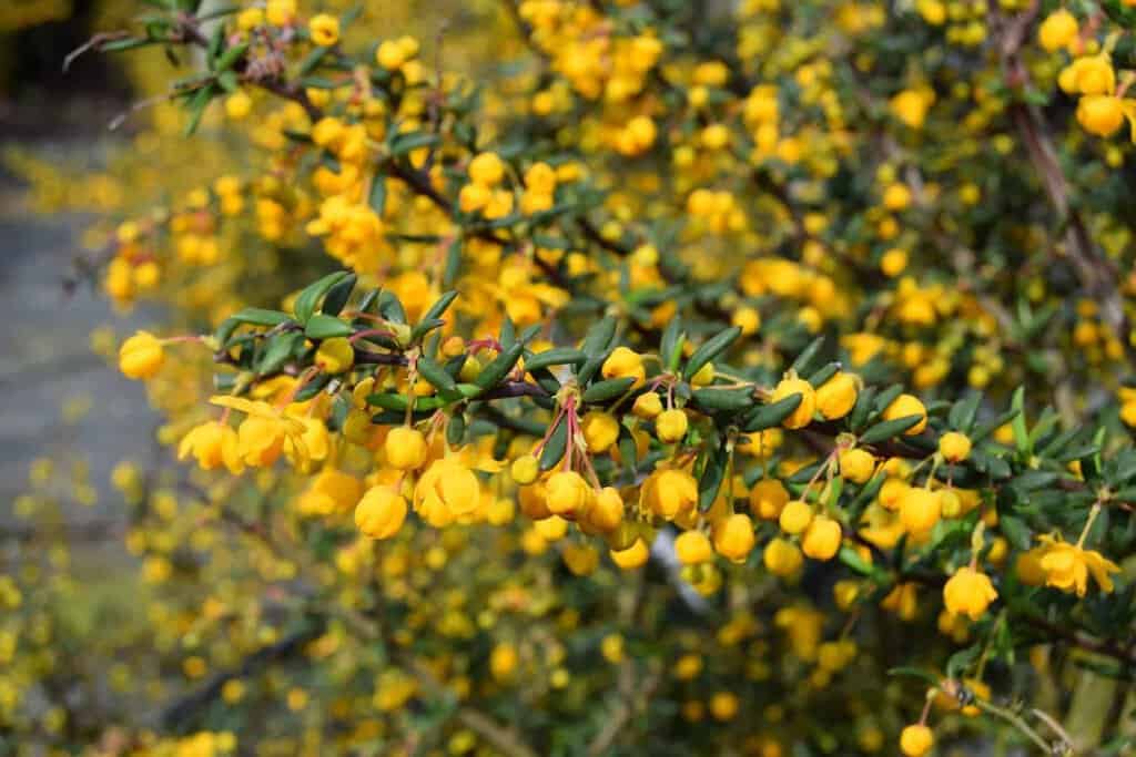 Berberis x stenophylla