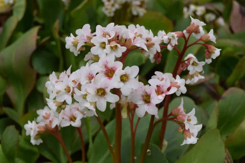 Bergenia 'Bressingham White'