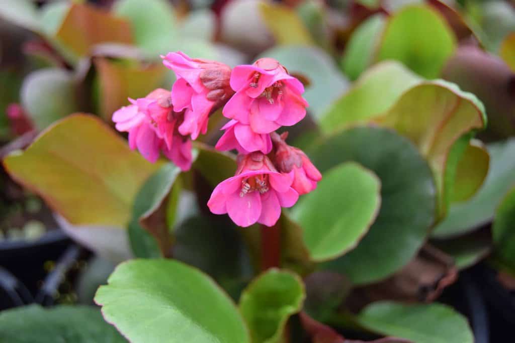 Bergenia 'Overture'