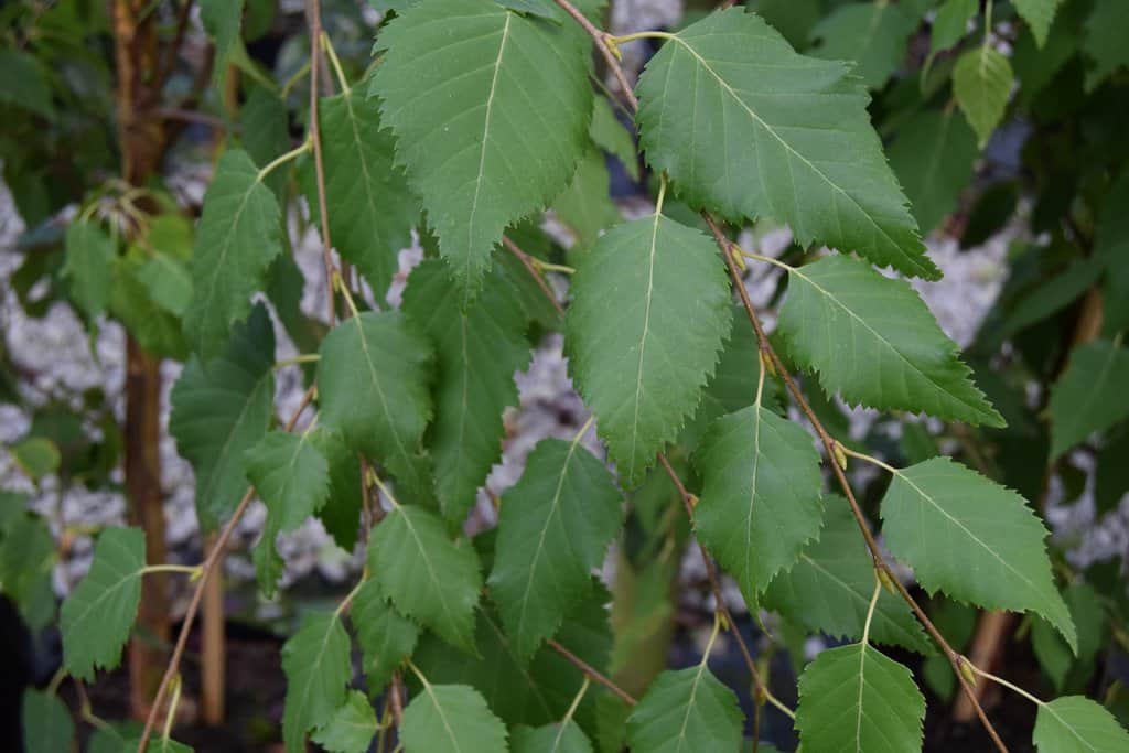 Betula albosinensis 'Fascination'