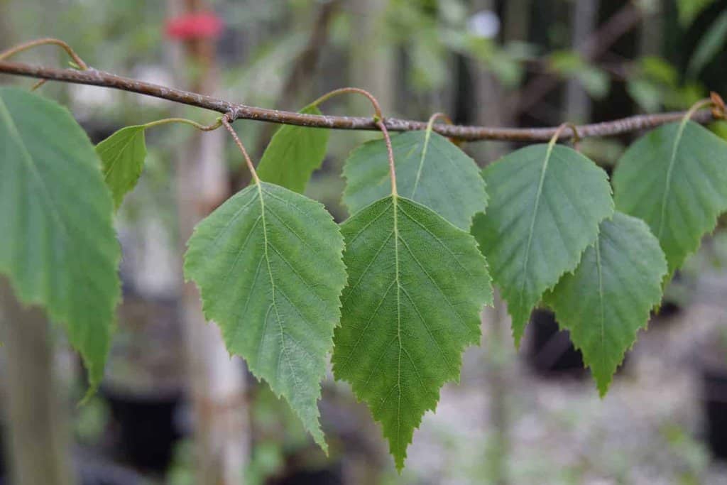 Betula pendula