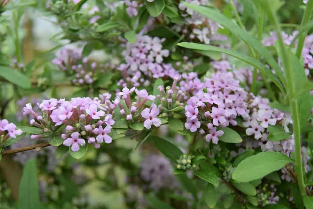 Buddleja alternifolia