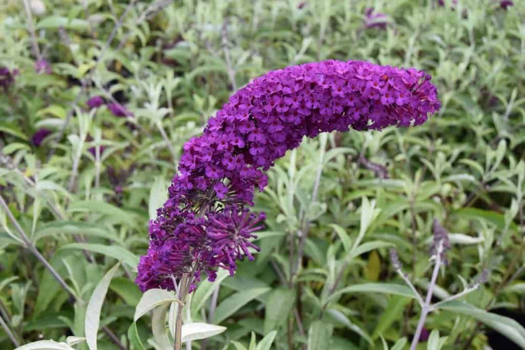 Buddleja davidii 'Royal Red'