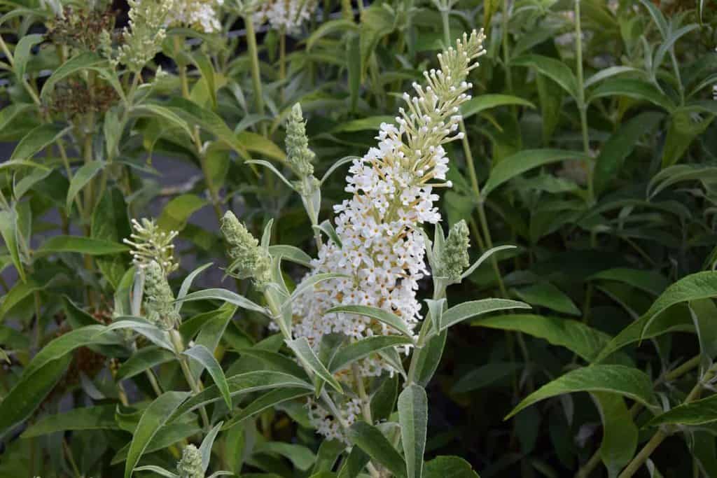 Buddleja davidii 'White Profusion' <span class="hidden specialOffer"></span>