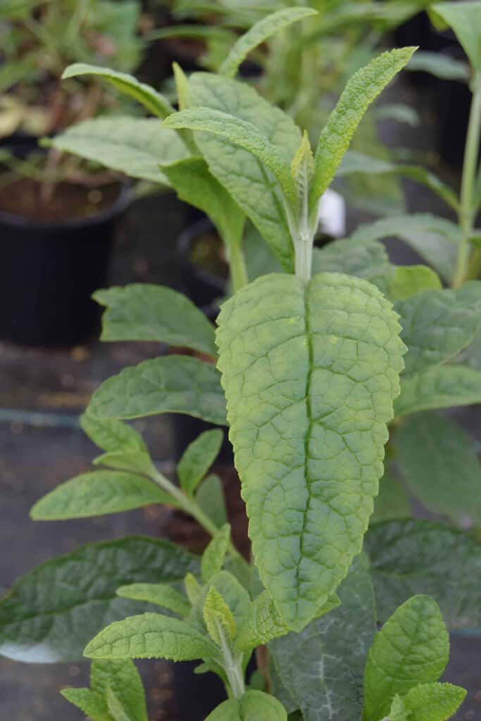 Buddleja globosa