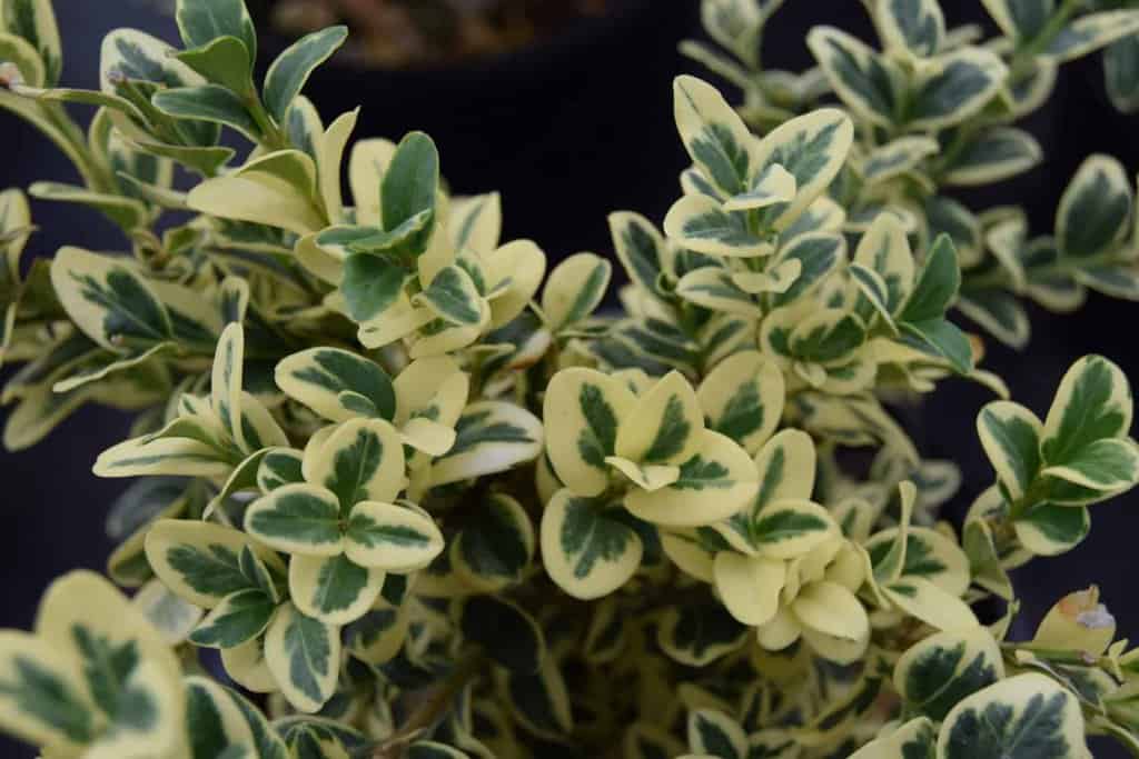 Buxus sempervirens 'Elegantissima' <span class="hidden specialOffer"></span>