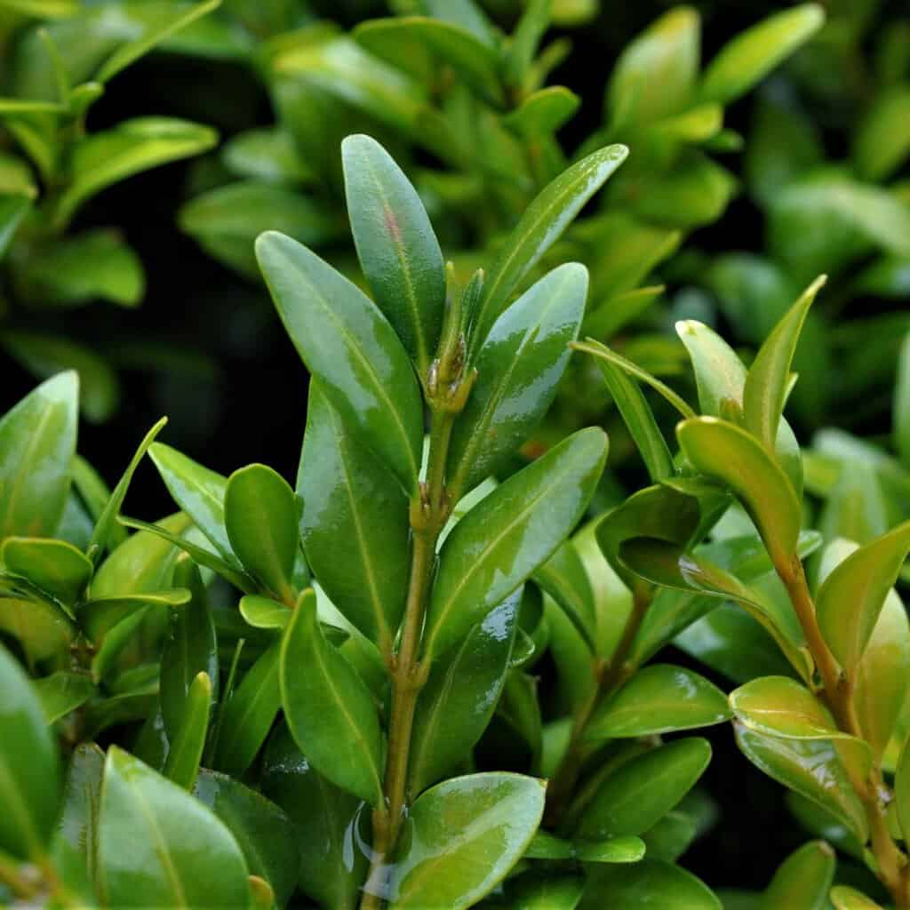 Buxus sempervirens