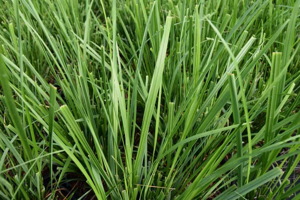 Calamagrostis brachytricha