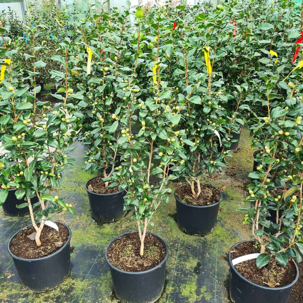 Camellia japonica 'Brushfield's Yellow'