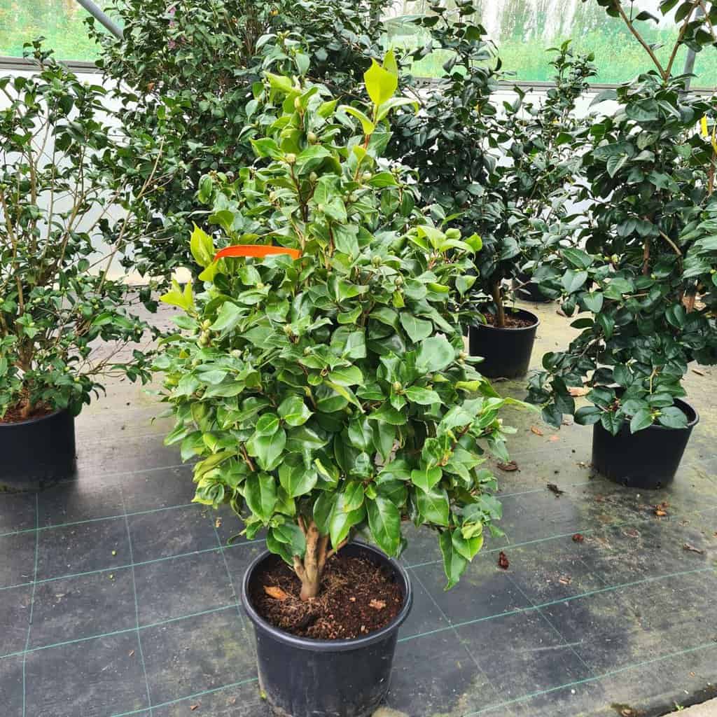 Camellia japonica 'Doctor King'