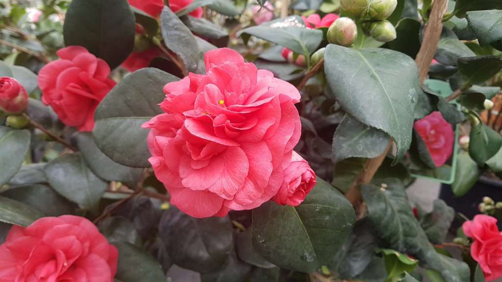 Camellia japonica 'Lady Campbell'