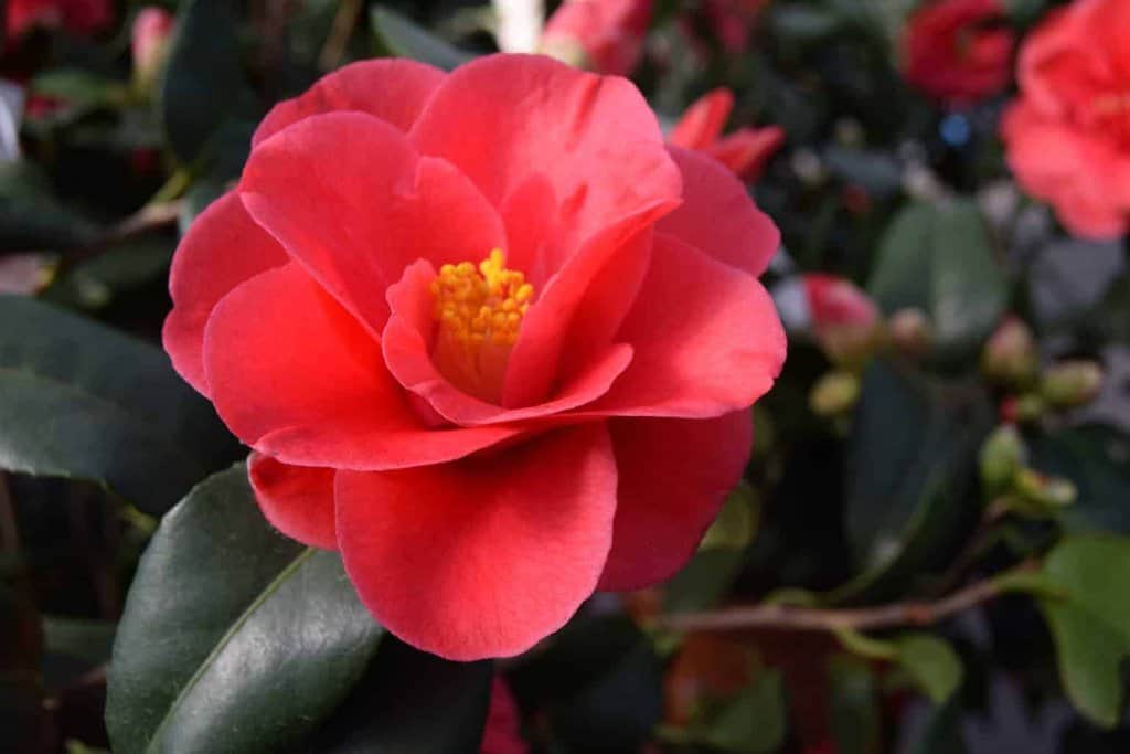 Camellia reticulata 'Mary Williams'