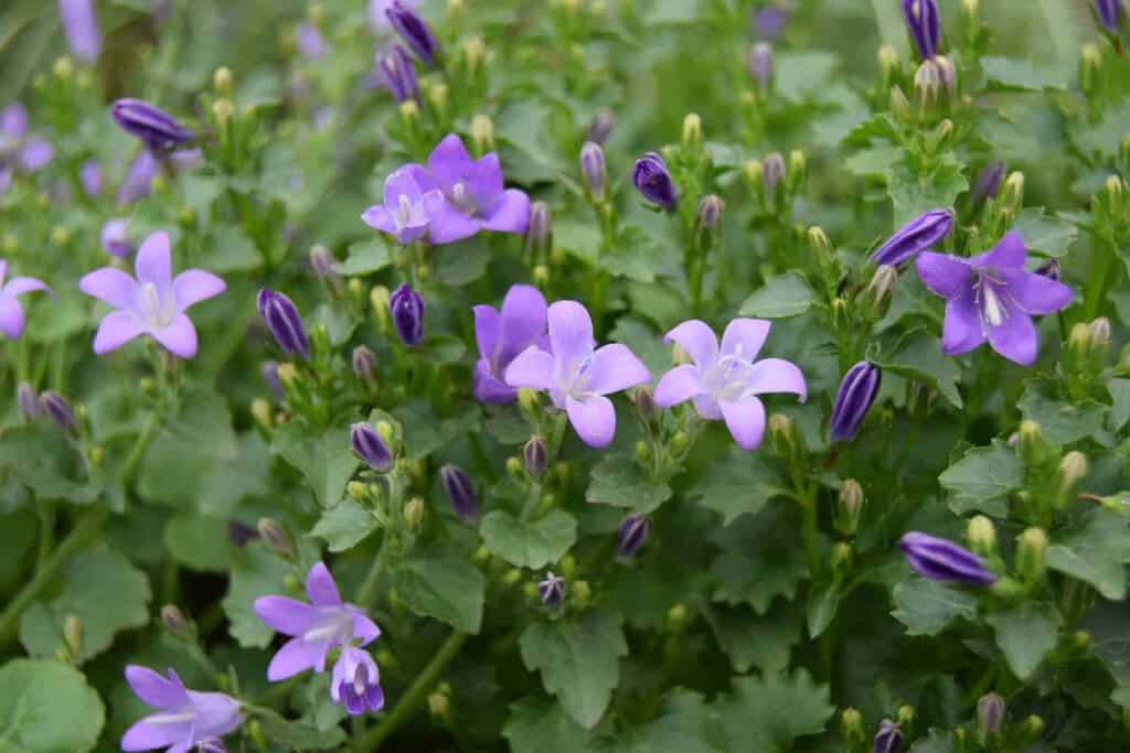 Campanula portenschlagiana