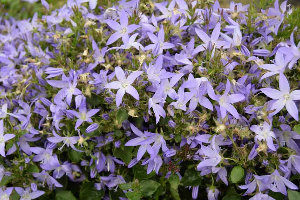 Campanula poscharskyana 'Stella'
