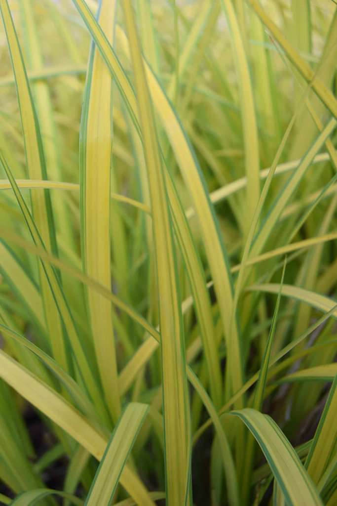 Carex elata 'Aurea'