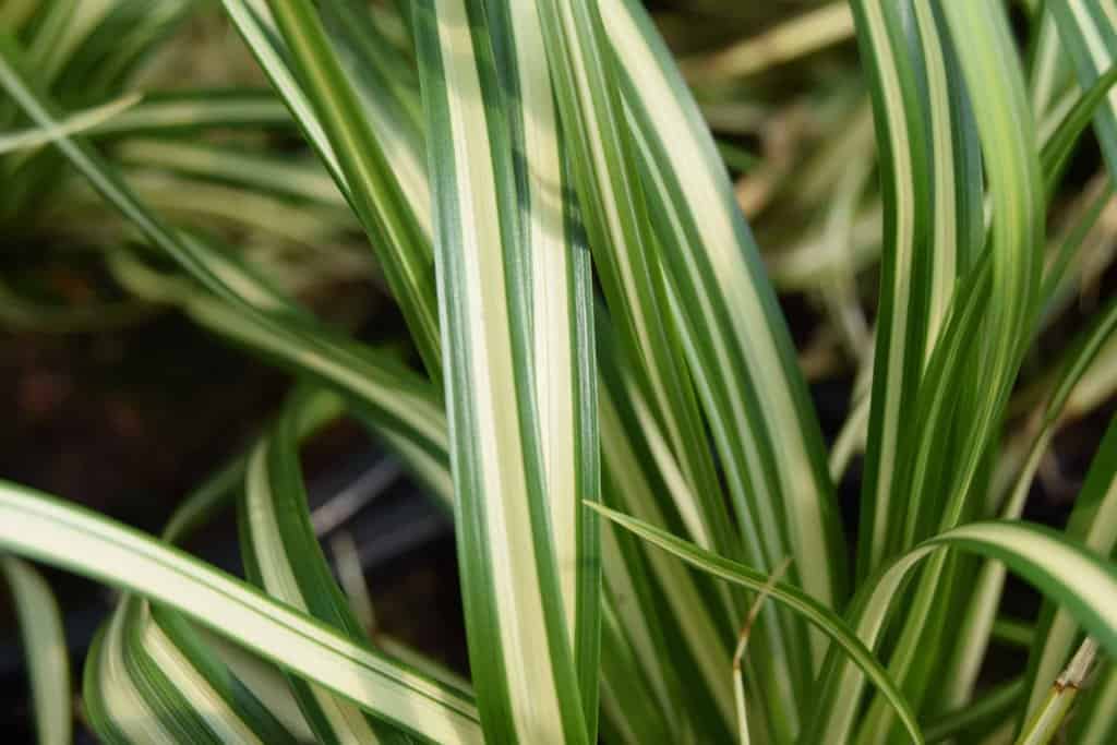 Carex oshimensis 'Evergold'