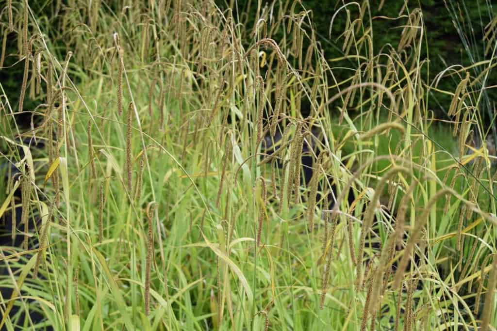 Carex pendula