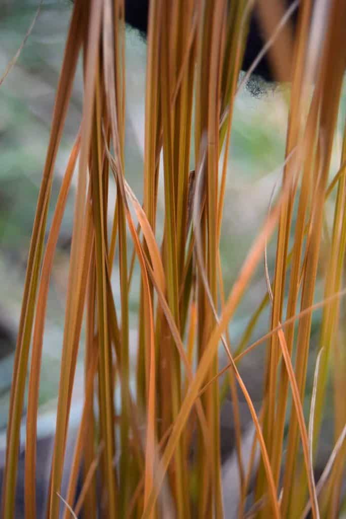 Carex testacea