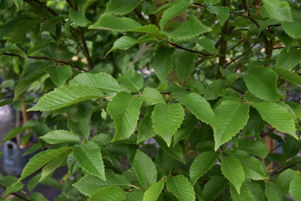 Carpinus betulus 'Fastigiata'