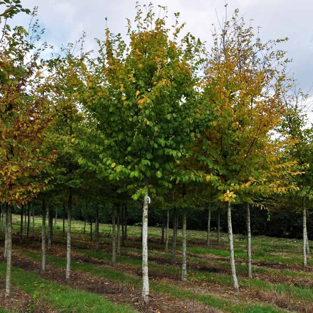 Carpinus betulus