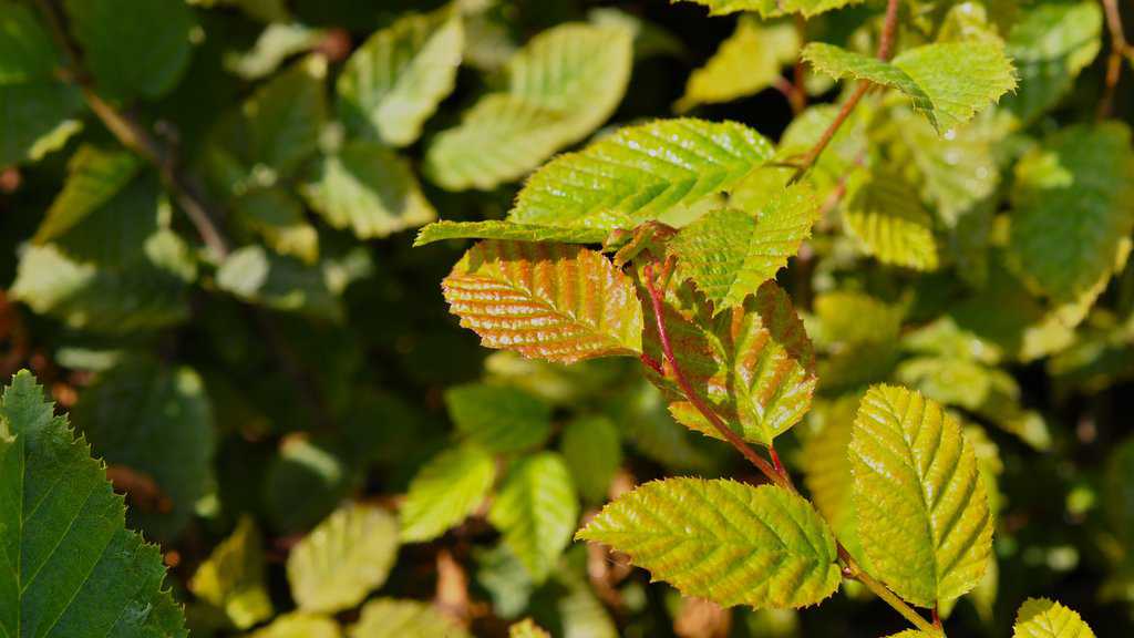 Carpinus betulus