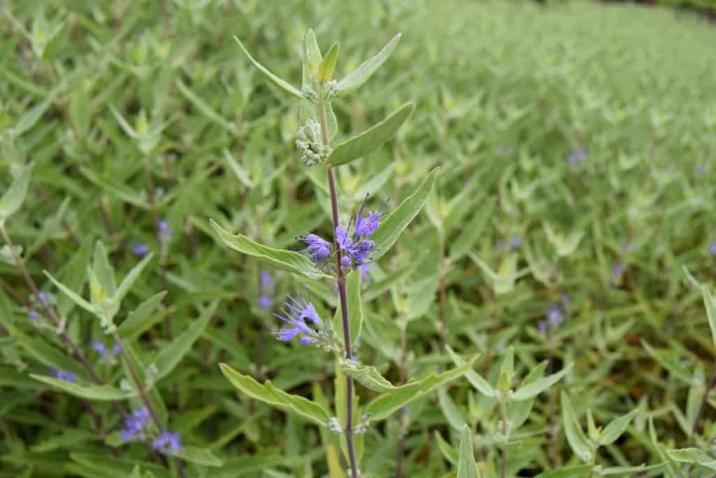 Caryopteris x clandonensis 'Heavenly Blue'