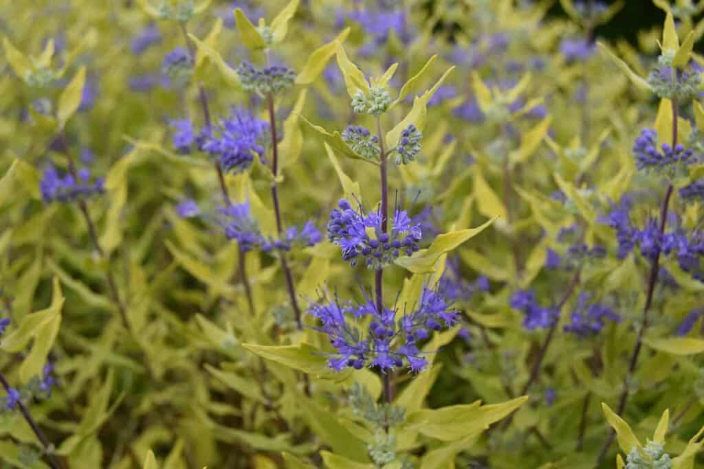 Caryopteris x clandonensis 'Worcester Gold'