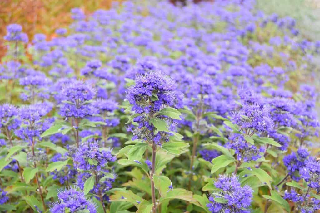 Caryopteris x clandonensis Grand Bleu