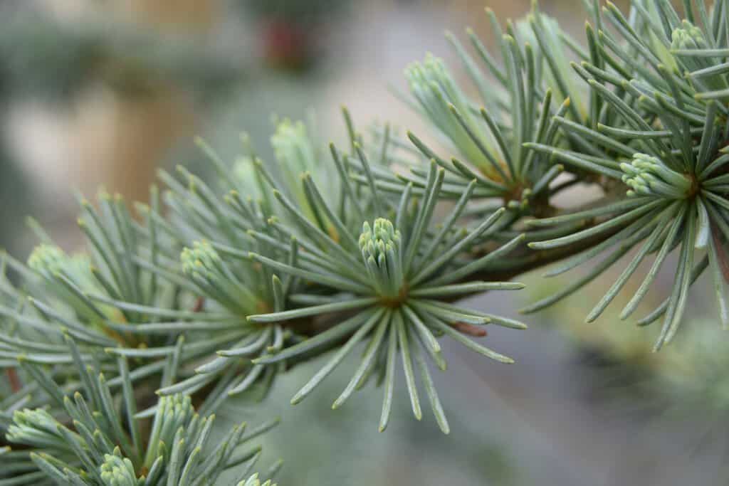 Cedrus atlantica Glauca Group