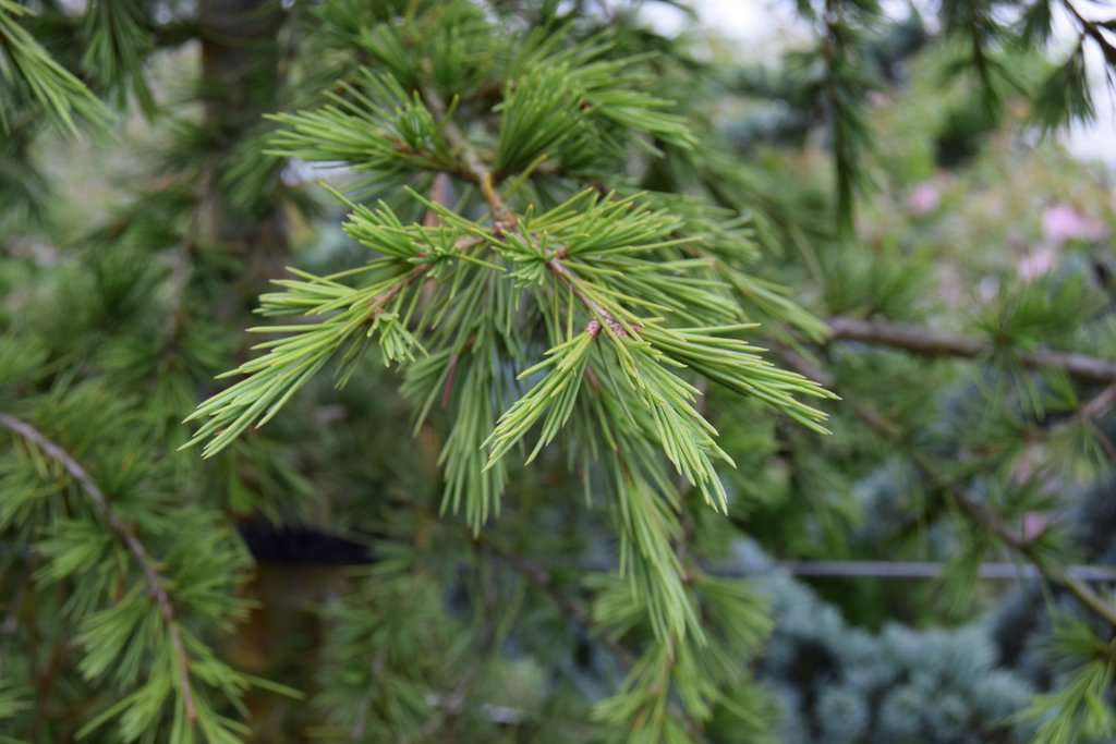 Cedrus libani