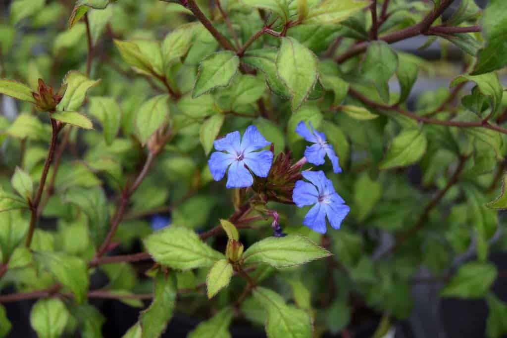 Ceratostigma willmottianum