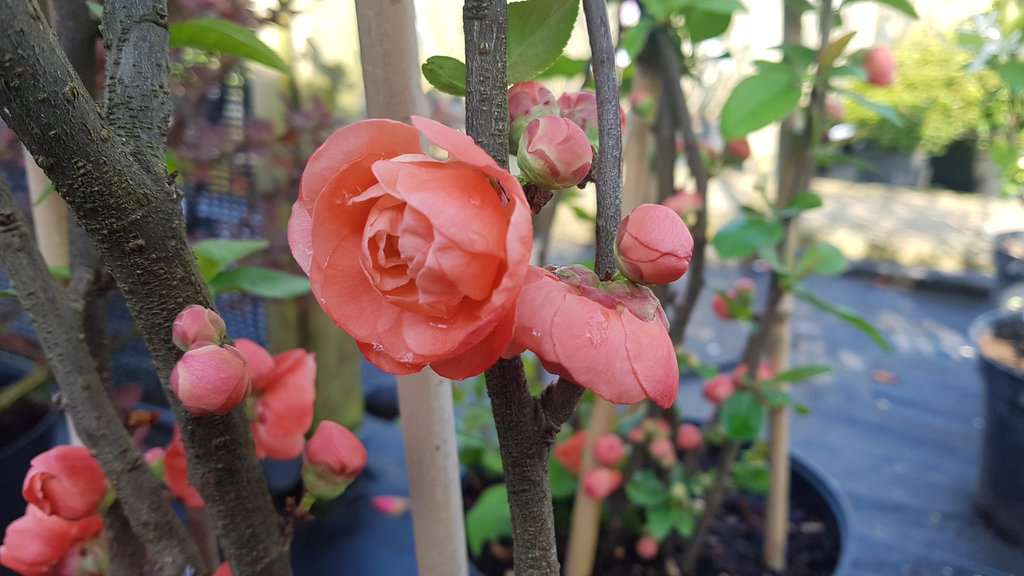 Chaenomeles speciosa 'Mango Storm'