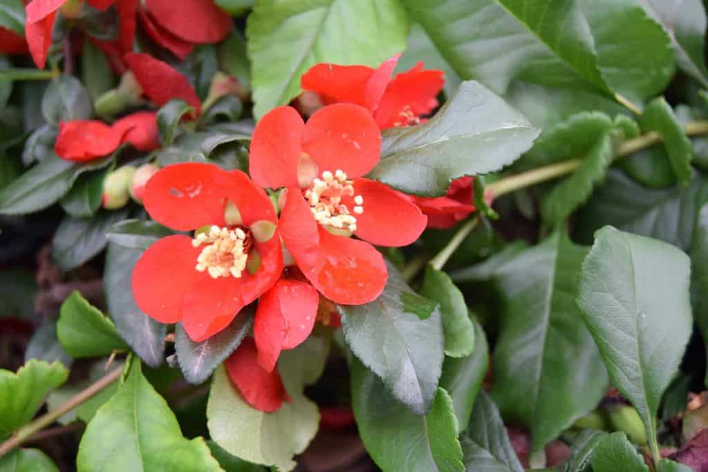 Chaenomeles x superba 'Crimson & Gold'