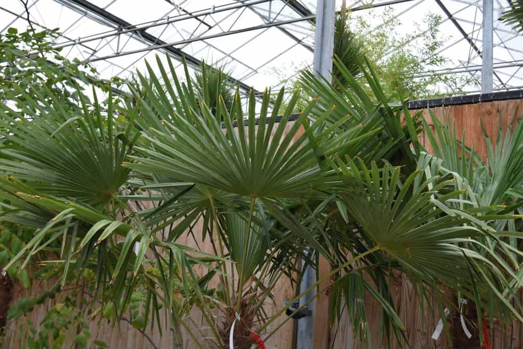 Chamaerops excelsus