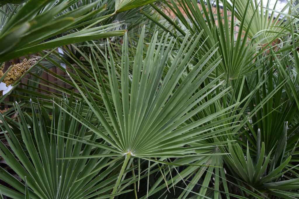 Chamaerops humilis