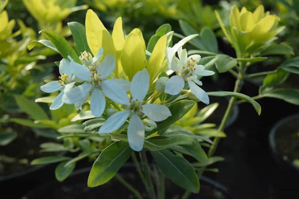 Choisya ternata Sundance