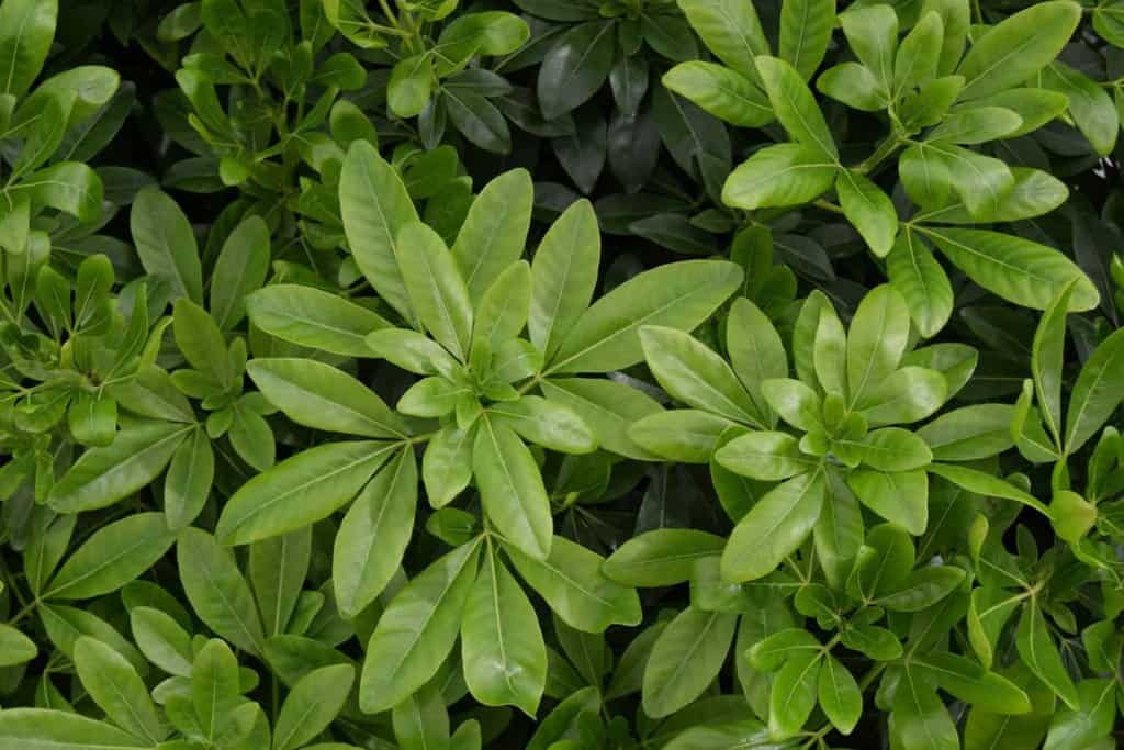 Choisya ternata