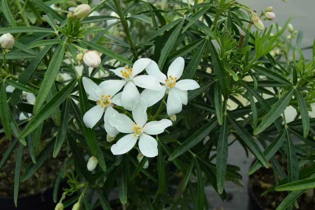 Choisya x dewitteana 'Aztec Pearl'