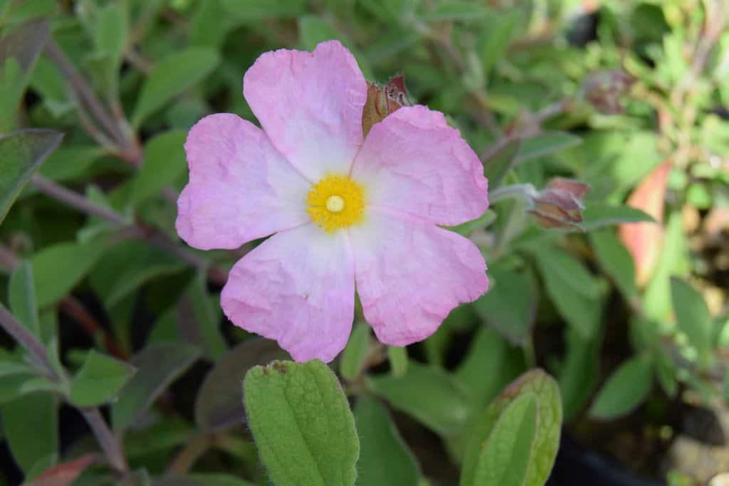 Cistus 'Grayswood Pink'